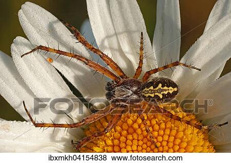 Stock Photo - Eichblatt-Radspinne, Eichblatt-Kreuzspinne (Aculepeira ceropegia), Mannchen, Hessen, Deutschland, Europa. Fotosearch