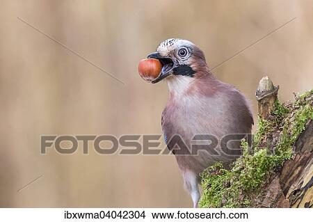 Eichelhaher (Garrulus glandarius) mit Haselnuss, Hessen, Deutschland, Europa View Large Photo Image Picture - Eichelhaher (Garrulus glandarius) mit Haselnuss, Hessen, Deutschland, Europa. Fotosearch