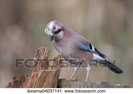 Eichelhaher (Garrulus glandarius), Deutschland, Europa View Large Photo Image Stock Image - Eichelhaher (Garrulus glandarius), Deutschland, Europa. Fotosearch