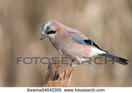 Eichelhaher (Garrulus glandarius), Hessen, Deutschland, Europa View Large Photo Image Stock Photography - Eichelhaher (Garrulus glandarius), Hessen, Deutschland, Europa. Fotosearch