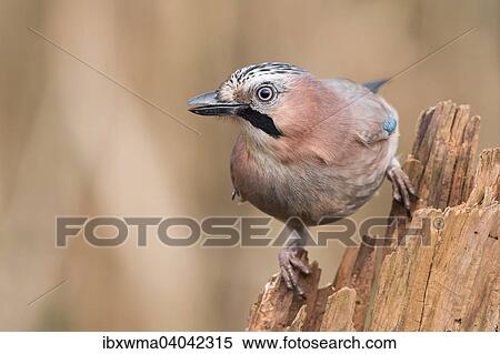 Eichelhaher (Garrulus glandarius), Hessen, Deutschland, Europa View Large Photo Image Stock Photography - Eichelhaher (Garrulus glandarius), Hessen, Deutschland, Europa. Fotosearch