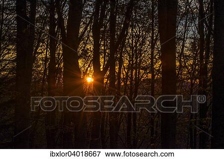 Eichen bei Sonnenuntergang, Herbst, Foreste Casentinesi Nationalpark, Italien, Europa View Large Photo Image Stock Photo - Eichen bei Sonnenuntergang, Herbst, Foreste Casentinesi Nationalpark, Italien, Europa. Fotosearch
