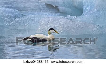 Eiderente (Somateria mollissima), Erpel zwischen Eisbergen, Gletscherlagune Jokulsarlon, Sudisland, Island, Europa View Large Photo Image Stock Photography - Eiderente (Somateria mollissima), Erpel zwischen Eisbergen, Gletscherlagune Jokulsarlon, Sudisland, Island, Europa. Fotosearch