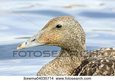 Eiderente (Somateria mollissima), Weibchen, Helgoland, Schleswig-Holstein, Deutschland, Europa View Large Photo Image Picture - Eiderente (Somateria mollissima), Weibchen, Helgoland, Schleswig-Holstein, Deutschland, Europa. Fotosearch