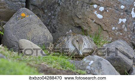 Eiderente (Somateria mollissima), Weibchen brutet auf dem Nest zwischen Felsen, Breidafjordur, Flatey, Westisland, Island, Europa View Large Photo Image Stock Image - Eiderente (Somateria mollissima), Weibchen brutet auf dem Nest zwischen Felsen, Breidafjordur, Flatey, Westisland, Island, Europa. Fotosearch