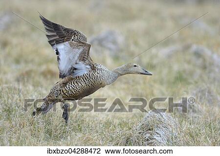 Stock Image - Eiderente (Somateria mollissima), Weibchen startet im Gras, Breidafjordur, Flatey, Westisland, Island, Europa. Fotosearch