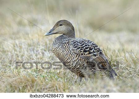 Eiderente (Somateria mollissima), Weibchen im Gras, Breidafjordur, Flatey, Westisland, Island, Europa View Large Photo Image Stock Image - Eiderente (Somateria mollissima), Weibchen im Gras, Breidafjordur, Flatey, Westisland, Island, Europa. Fotosearch