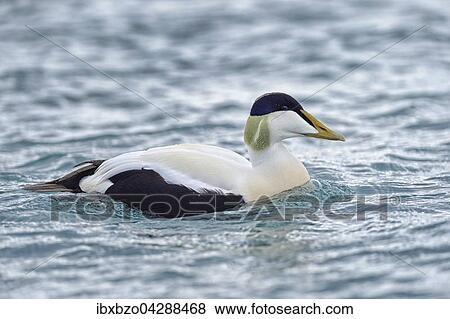 Stock Photo - Eiderente (Somateria mollissima), Erpel, Gletscherlagune Jokulsarlon, Sudisland, Island, Europa. Fotosearch