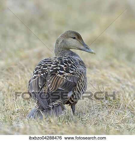 Eiderente (Somateria mollissima), Weibchen im Gras, Breidafjordur, Flatey, Westisland, Island, Europa View Large Photo Image Stock Photograph - Eiderente (Somateria mollissima), Weibchen im Gras, Breidafjordur, Flatey, Westisland, Island, Europa. Fotosearch