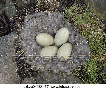 Eier der Eiderente (Somateria mollissima) im Nest mit Eiderdaunen, Gelege, Breidafjordur, Flatey, Westisland, Island, Europa View Large Photo Image Stock Photo - Eier der Eiderente (Somateria mollissima) im Nest mit Eiderdaunen, Gelege, Breidafjordur, Flatey, Westisland, Island, Europa. Fotosearch