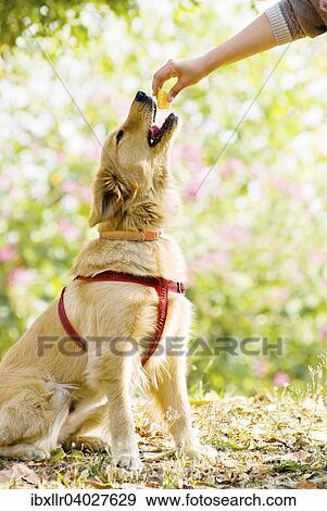 Ein Golden Retriever bekommt ein Apfelstuck View Large Photo Image Stock Photo - Ein Golden Retriever bekommt ein Apfelstuck. Fotosearch