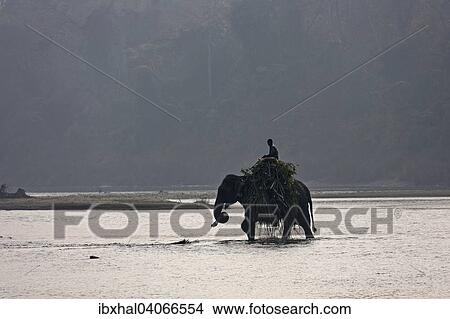 Picture - Ein Mahut durchquert mit seinem Elefant den East Rapti River, bei Sauraha, beim Chitwan- Nationalpark, Nepal, Asien. Fotosearch