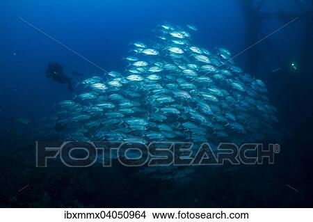Ein Schwarm Grossaugen-Makrelen (Caranx sexfasciatus) im Wrack der Iro Maru, Palau, Ozeanien View Large Photo Image Picture - Ein Schwarm Grossaugen-Makrelen (Caranx sexfasciatus) im Wrack der Iro Maru, Palau, Ozeanien. Fotosearch
