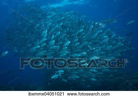 Ein Schwarm Grossaugen-Makrelen (Caranx sexfasciatus), Palau, Ozeanien View Large Photo Image Stock Image - Ein Schwarm Grossaugen-Makrelen (Caranx sexfasciatus), Palau, Ozeanien. Fotosearch