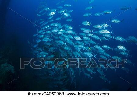 Stock Photo - Ein Schwarm Grossaugen-Makrelen (Caranx sexfasciatus) im Wrack der Iro Maru, Palau, Ozeanien. Fotosearch