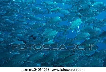 Ein Schwarm Grossaugen-Makrelen (Caranx sexfasciatus), Palau, Ozeanien View Large Photo Image Stock Photo - Ein Schwarm Grossaugen-Makrelen (Caranx sexfasciatus), Palau, Ozeanien. Fotosearch