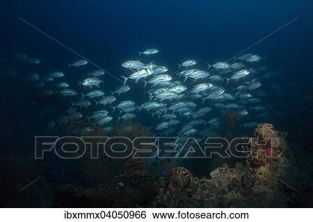 Ein Schwarm Grossaugen-Makrelen (Caranx sexfasciatus), Palau, Ozeanien View Large Photo Image Stock Photograph - Ein Schwarm Grossaugen-Makrelen (Caranx sexfasciatus), Palau, Ozeanien. Fotosearch