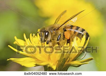 Stock Image - Eine Westliche Honigbiene (Apis mellifera) auf einer Lowenzahnblute (Taraxacum). Fotosearch