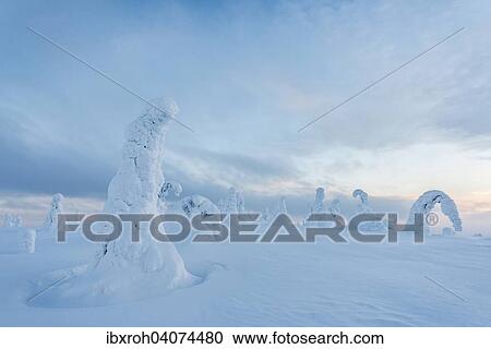 Eingeschneite Baume, Riisitunturi-Nationalpark, Posio, Lappland, Finnland, Europa View Large Photo Image Stock Image - Eingeschneite Baume, Riisitunturi-Nationalpark, Posio, Lappland, Finnland, Europa. Fotosearch