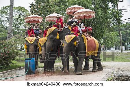 Einheimische Touristen reiten auf geschmuckten Elefanten, Ayutthaya, Thailand, Asien View Large Photo Image Stock Image - Einheimische Touristen reiten auf geschmuckten Elefanten, Ayutthaya, Thailand, Asien. Fotosearch