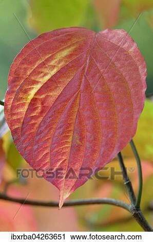 Einzelblatt vom Blutroten Hartriegel (Cornus sanguinea), Herbstlaub, Nordrhein-Westfalen, Deutschland, Europa View Large Photo Image Stock Image - Einzelblatt vom Blutroten Hartriegel (Cornus sanguinea), Herbstlaub, Nordrhein-Westfalen, Deutschland, Europa. Fotosearch