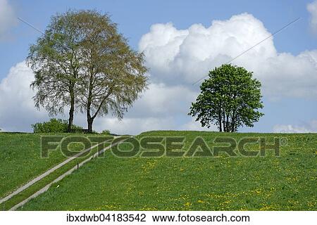 Einzelne Baume auf Lowenzahnwiese und Feldweg, bei Holzhausen, Oberbayern, Bayern, Deutschland, Europa View Large Photo Image Stock Image - Einzelne Baume auf Lowenzahnwiese und Feldweg, bei Holzhausen, Oberbayern, Bayern, Deutschland, Europa. Fotosearch