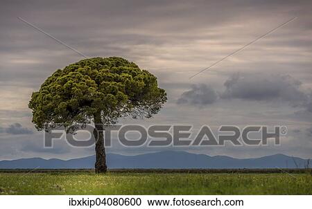 Einzelne Pinie (Pinus pinea), Toskana, Italien, Europa View Large Photo Image Stock Image - Einzelne Pinie (Pinus pinea), Toskana, Italien, Europa. Fotosearch