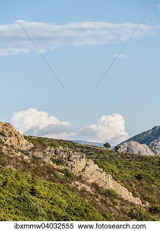 Einzelner Baum auf einem Hugel vor Wolken, Korsika, Frankreich, Europa View Large Photo Image Stock Photography - Einzelner Baum auf einem Hugel vor Wolken, Korsika, Frankreich, Europa. Fotosearch