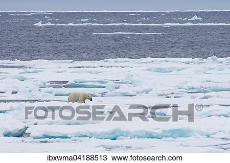 Eisbar (Ursus maritimus) auf Packeis, Spitzbergen, Norwegen, Europa View Large Photo Image Stock Image - Eisbar (Ursus maritimus) auf Packeis, Spitzbergen, Norwegen, Europa. Fotosearch