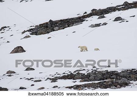Stock Photography - Eisbar (Ursus maritimus) mit Jungtier, Spitzbergen, Norwegen, Europa. Fotosearch