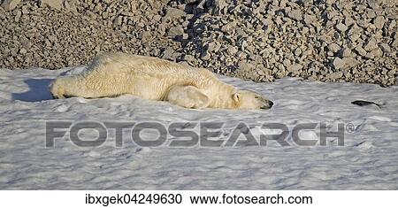 Eisbar (Ursus maritimus), ruhend mit langgestrecktem Korper, Spitzbergen, Arktis, Norwegen, Europa View Large Photo Image Stock Image - Eisbar (Ursus maritimus), ruhend mit langgestrecktem Korper, Spitzbergen, Arktis, Norwegen, Europa. Fotosearch