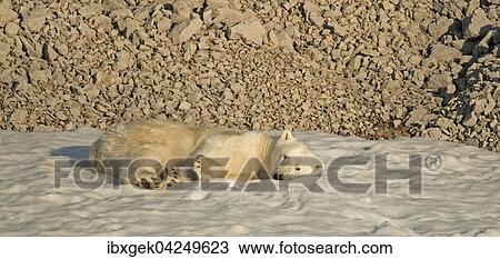 Stock Image - Eisbar (Ursus maritimus), ruhend, Spitzbergen, Arktis, Norwegen, Europa. Fotosearch