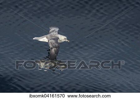 Eissturmvogel (Fulmaris glacialis) im Flug, Gronland, Nordamerika View Large Photo Image Stock Image - Eissturmvogel (Fulmaris glacialis) im Flug, Gronland, Nordamerika. Fotosearch