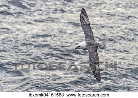 Eissturmvogel (Fulmaris glacialis) im Flug, Gronland, Nordamerika View Large Photo Image Stock Photo - Eissturmvogel (Fulmaris glacialis) im Flug, Gronland, Nordamerika. Fotosearch