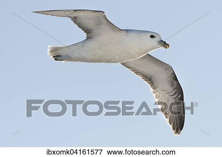 Eissturmvogel (Fulmaris glacialis) im Flug, Gronland, Nordamerika View Large Photo Image Stock Photo - Eissturmvogel (Fulmaris glacialis) im Flug, Gronland, Nordamerika. Fotosearch