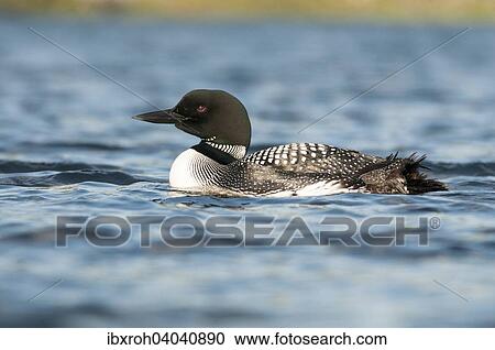 Eistaucher (Gavia immer), Minnesota, USA, Nordamerika View Large Photo Image Stock Image - Eistaucher (Gavia immer), Minnesota, USA, Nordamerika. Fotosearch