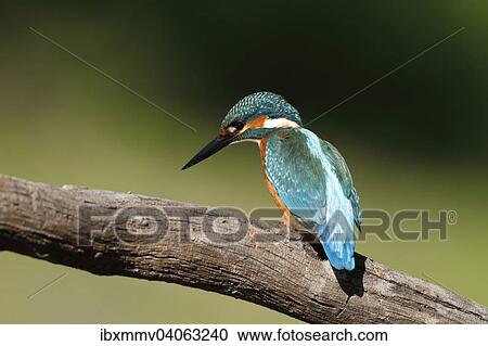 Eisvogel (Alcedo atthis), adultes Mannchen auf Jagdansitz, Biospharenreservat Mittlere Elbe, Sachsen-Anhalt, Deutschland, Europa View Large Photo Image Stock Image - Eisvogel (Alcedo atthis), adultes Mannchen auf Jagdansitz, Biospharenreservat Mittlere Elbe, Sachsen-Anhalt, Deutschland, Europa. Fotosearch
