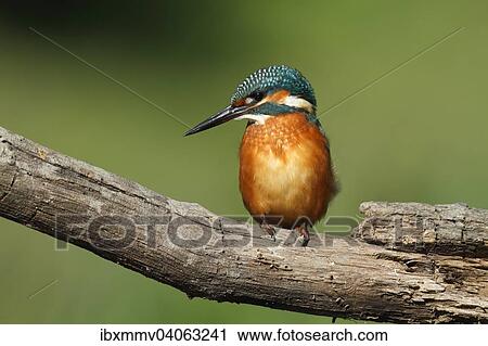 Eisvogel (Alcedo atthis), adultes Mannchen auf Jagdansitz, Biospharenreservat Mittlere Elbe, Sachsen-Anhalt, Deutschland, Europa View Large Photo Image Stock Image - Eisvogel (Alcedo atthis), adultes Mannchen auf Jagdansitz, Biospharenreservat Mittlere Elbe, Sachsen-Anhalt, Deutschland, Europa. Fotosearch