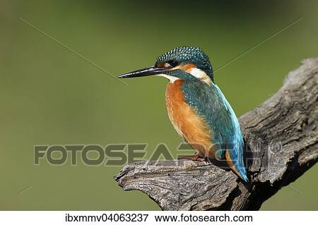 Eisvogel (Alcedo atthis), adultes Mannchen auf Jagdansitz, Biospharenreservat Mittlere Elbe, Sachsen-Anhalt, Deutschland, Europa View Large Photo Image Stock Photo - Eisvogel (Alcedo atthis), adultes Mannchen auf Jagdansitz, Biospharenreservat Mittlere Elbe, Sachsen-Anhalt, Deutschland, Europa. Fotosearch