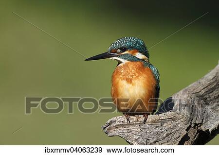 Eisvogel (Alcedo atthis), adultes Mannchen auf Jagdansitz, Biospharenreservat Mittlere Elbe, Sachsen-Anhalt, Deutschland, Europa View Large Photo Image Stock Photo - Eisvogel (Alcedo atthis), adultes Mannchen auf Jagdansitz, Biospharenreservat Mittlere Elbe, Sachsen-Anhalt, Deutschland, Europa. Fotosearch