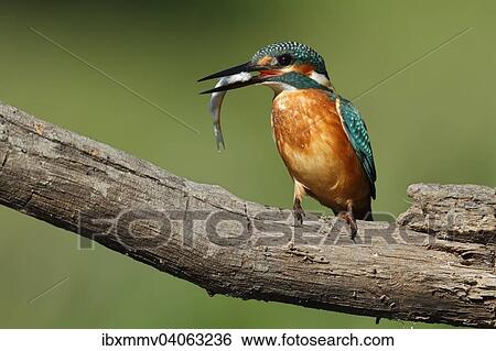 Eisvogel (Alcedo atthis), adultes Mannchen mit Fisch im Schnabel, Biospharenreservat Mittlere Elbe, Sachsen-Anhalt, Deutschland, Europa View Large Photo Image Stock Photograph - Eisvogel (Alcedo atthis), adultes Mannchen mit Fisch im Schnabel, Biospharenreservat Mittlere Elbe, Sachsen-Anhalt, Deutschland, Europa. Fotosearch