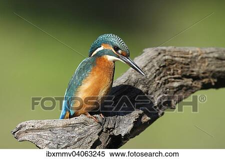 Eisvogel (Alcedo atthis), adultes Mannchen auf Jagdansitz, Biospharenreservat Mittlere Elbe, Sachsen-Anhalt, Deutschland, Europa View Large Photo Image Stock Photography - Eisvogel (Alcedo atthis), adultes Mannchen auf Jagdansitz, Biospharenreservat Mittlere Elbe, Sachsen-Anhalt, Deutschland, Europa. Fotosearch