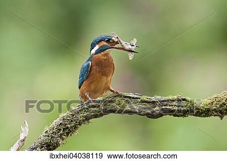 Eisvogel (Alcedo atthis) mit Fisch, Pistingtal, Niederosterreich, Osterreich, Europa View Large Photo Image Stock Photo - Eisvogel (Alcedo atthis) mit Fisch, Pistingtal, Niederosterreich, Osterreich, Europa. Fotosearch