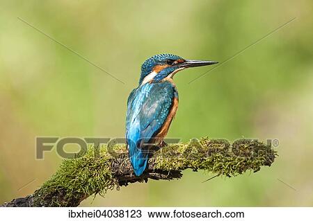 Eisvogel (Alcedo atthis), Pistingtal, Niederosterreich, Osterreich, Europa View Large Photo Image Stock Image - Eisvogel (Alcedo atthis), Pistingtal, Niederosterreich, Osterreich, Europa. Fotosearch