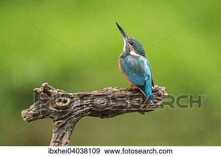 Eisvogel (Alcedo atthis), Pistingtal, Niederosterreich, Osterreich, Europa View Large Photo Image Stock Photo - Eisvogel (Alcedo atthis), Pistingtal, Niederosterreich, Osterreich, Europa. Fotosearch