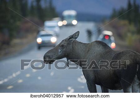 Elch (Alces alces) auf Strasse, Denali-Nationalpark, Alaska, USA, Nordamerika View Large Photo Image Stock Photo - Elch (Alces alces) auf Strasse, Denali-Nationalpark, Alaska, USA, Nordamerika. Fotosearch