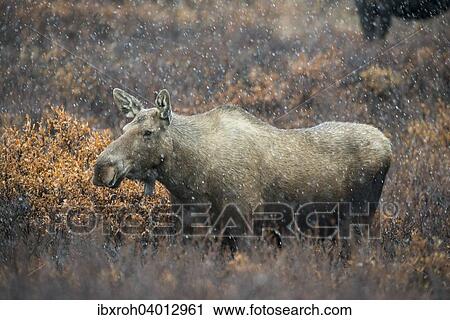Elch (Alces alces) bei Schneefall, Denali-Nationalpark, Alaska, USA, Nordamerika View Large Photo Image Stock Image - Elch (Alces alces) bei Schneefall, Denali-Nationalpark, Alaska, USA, Nordamerika. Fotosearch