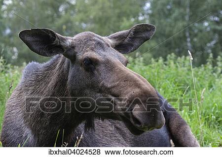 Elch (Alces alces), captive, Smaland, Schweden, Europa View Large Photo Image Stock Photo - Elch (Alces alces), captive, Smaland, Schweden, Europa. Fotosearch