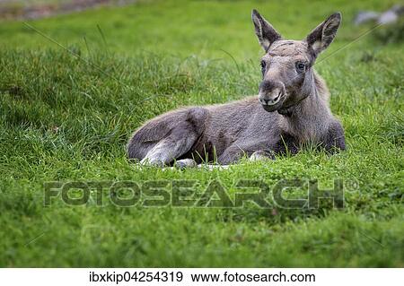 Elch (Alces alces), Kalb im Gras liegend, captive, Smaland, Schweden, Europa View Large Photo Image Stock Photo - Elch (Alces alces), Kalb im Gras liegend, captive, Smaland, Schweden, Europa. Fotosearch