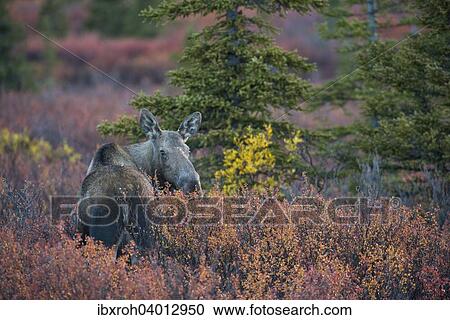 Elch (Alces alces), Denali-Nationalpark, Alaska, USA, Nordamerika View Large Photo Image Stock Image - Elch (Alces alces), Denali-Nationalpark, Alaska, USA, Nordamerika. Fotosearch
